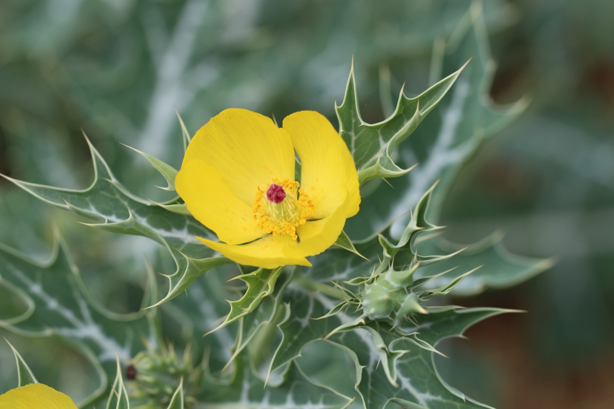 Argemone mexicana L.